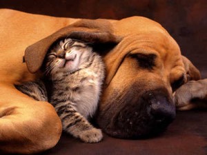 Dogs and Cats Living Together?